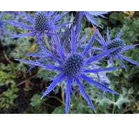 Buy4seeds 20 Seeds Sea Holly Blue (Eryngium Planum) Useful for Gardening (20 Seeds) Easy To Grow
