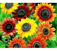 Buy4seeds 20 Seeds Sunflower dwarf Distinto mixture Useful for Gardening (20 Seeds) Easy To Grow