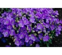 Buy4seeds 2000 Seeds Campanula carpatica Blue Bellflower Useful for Gardening (2000 Seeds) Easy To Grow