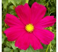 Buy4seeds 250 Seeds Cosmos bipinnatus Sensation Dazzler Useful for Gardening (250 Seeds) Easy To Grow