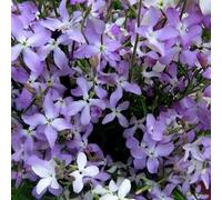 Buy4seeds 3500 Seeds Matthiola Evening Scented Stock Useful for Gardening (3500 Seeds) Easy To Grow