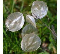 Buy4seeds 40 Seeds Honesty Lunaria biennis mixed Useful for Gardening (40 Seeds) Easy To Grow