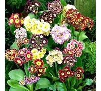 Buy4seeds 40 Seeds PRIMROSE AURICULA MIXED Useful for Gardening (40 Seeds) Easy To Grow