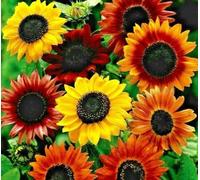 Buy4seeds 40 Seeds Sunflower dwarf Distinto mixture Useful for Gardening (40 Seeds) Easy To Grow