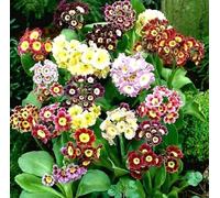 Buy4seeds 60 Seeds PRIMROSE AURICULA MIXED Useful for Gardening (60 Seeds) Easy To Grow