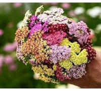 Buy4seeds 900 Seeds YARROW COLORADO MIX Achillea Millefolium Useful for Gardening (900 Seeds) Easy To Grow
