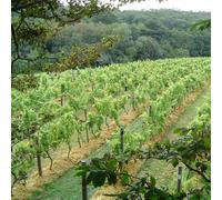 Buyagift British Vineyard Tour Tasting Experience - Expert Led Winery Education and Two Course Lunch, Nationwide Locations, Day Out Gift Experience