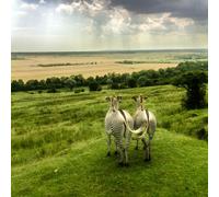 Buyagift Port Lympne Reserve Afternoon Tea Gift Experience