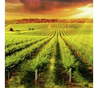 Buyagift Vineyard Tour and Tasting for Two Gift Experience