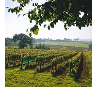 Buyagift Wine Or Beer Tasting For Two Gift Experience