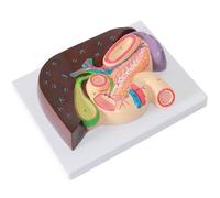 buyzg Anatomical Liver and Gallbladder Relief Model - Detailed Gastric Section for Medical Students, Human Pancreas Liver Duodenum Gallbladder Anatomy Model for Education