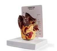 buyzg Canine Ear Model,Dog Ear Anatomical Model with Base for Medical Demonstration,Animal Anatomical Models for Canine Anatomy and Physiology Education Teaching Display Supplies