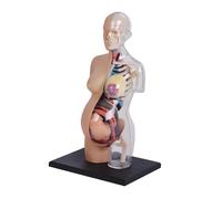 buyzg Clear Human Body Structure Model,4D Anatomy Model Study Tools,Removable Human Torso Anatomy for Teaching, Students and Medical Education Display