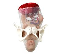 buyzg Comprehensive Obstetrics Gynaecology Newborn Care Model Detailed Placenta and Fetus Model with Removable Umbilical Cord Essential Midwifery Teaching Tool