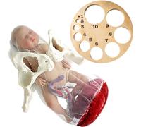 buyzg Female Childbirth Model,Born Model Props,Childbirth Demonstration Models with Pelvis, Umbilical Cord, and Placenta for Midwives and Student Training(B)