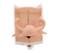 buyzg Female Genital Model Uterine Model Manikin Anatomy IUD Training Gynecological Contraceptive Accurate Structure Suitable for Teaching Presentation