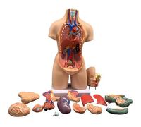 buyzg Human Anatomy Model 55Cm with Removable Organs Portable Anatomy Set for Male and Female Torso 19 Pieces Educational Human Anatomical Model Kit