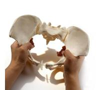 buyzg Movable Female Pelvis Model,Life Size Hip Model Female Pelvic Skeleton Models with Elastic Two Movable Femur Heads and Joints for Anatomy Science Classroom Study Display Teaching Medical(large)
