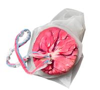 buyzg Placenta Umbilical Cord Anatomical Model, Life-Size Female Childbirth Education Model with Both Amniotic and Chorionic Membranes for Obstetrics and Gynecology Midwifery Teaching