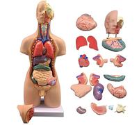 buyzg Unisex Human Anatomy Model Interactive Human Body Model 55Cm with Removable Organs Portable Anatomy 19 Pieces Educational Anatomical Model