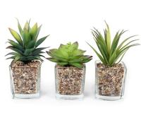 BUZZ SET OF 3 Artificial Succulent/Cactus Houseplant in Clear Glass Plant Pot with Pebble Detail - 18cm approx