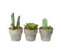 BUZZ SET OF 3 Miniature Artificial Succulent/Cactus Houseplant in Grey Plant Pot with Pebble Detail