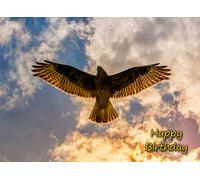 Buzzard Bird of Prey Birthday Card