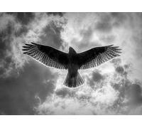 Buzzard Bird of Prey Black and White Art Blank Greeting Card