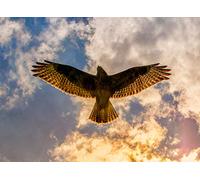 Buzzard Bird of Prey Blank Greeting Card
