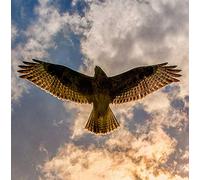 Buzzard Bird of Prey Greeting Card - Square