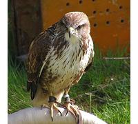Buzzard Bird of Prey Greeting Card Square - Gift Idea Special Occasion Blank Inside with Envelope Premium Unique Design Quality Included UK Designed Thoughtful