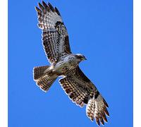 Buzzard Bird of Prey Greeting Card Square - Gift Idea Special Occasion Blank Inside with Envelope Premium Unique Design Quality Included UK Designed Thoughtful