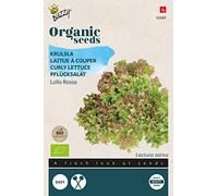 Buzzy Organic Curly Lettuce Lollo rossa(BIO) - Content: approx. 0.5 grams