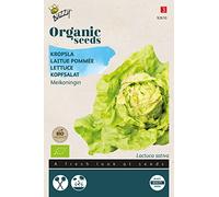 Buzzy Organic Lettuce May Queen(BIO) - Content: approx. 1 grams