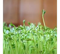 Buzzy Organic Sprouting Lentills (BIO)