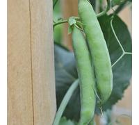 Buzzy Patio Veggies, Snap Peas Delikett