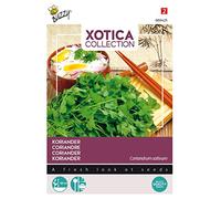 Buzzy Xotica