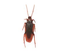 BVSPA 10pcs Halloween Gadget Plastic Cockroaches Joke Decoration Jokes Practical Cockroach Rubber Toy A8q6 Bugs Toys Plastic Gag Props