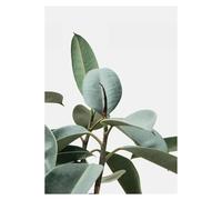 BYAMBD Aesthetic Pictures Botanical Prints Tropical Palm Leaves Green Banana Green Leaf Minimalist Wall Art Print Canvas Painting Posters For Home Decor(A,40x60cm)