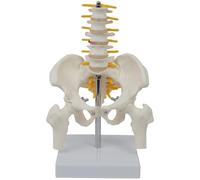 byepica Model with Five Vertebrae Lumbar and Spine Pelvis, Anatomical Skeleton for Study and Teaching, PVC Human Skeleton Model, Anatomy Human Pelvis, 14.5 X 11 X 22 Cm (5.70 X 4.33 X 8.66 in)