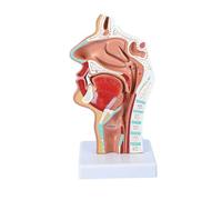 BYERZ Head Anatomy Model Nasopharyngeal Model Side Vascular Nerve Model in The Mouth, Nose And Throat Nasal Cavity Anatomical Model