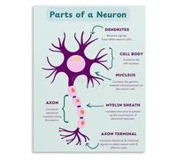 BYLSAGWHT Nerve Cell Art Poster The Neuron Synapse Pathway Science Education Home Decor(Unframed,12x18inch(30x45cm))