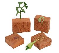 BYNYXI Plant Growth Cycle Model, 4PCS Unisex Children (School Age) Educational Kit, Enhances Observation & Concept Development Skills, Biology, Children's Science Fundamentals Kit
