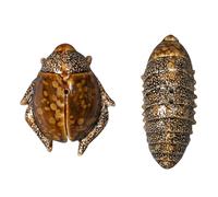 Byon Salt- & pepper shaker beetles brown