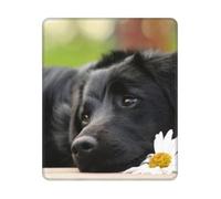 BYwenhopnbs Black Labrador Chamomile Black Retriever Dogs Square Mouse Pad Sewn Edge Design 10&12in