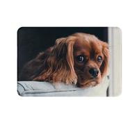 BYwenhopnbs Ruby Cavalier King Charles Spaniel Puppy Dogfront door Mat, Bathroom Rugs Non Slip Washable indoor doormat, 24"x16"