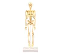 BYYLECL Human Body Skeleton Model Kits, 15 Piece Figure, 35cm Skeleton Model, Miniature Model for Study and Teaching