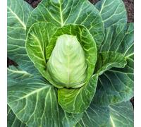 Cabbage Greyhound Summer/autumn Seeds - Early Pointed Heads Compact & Flavoursome - Thompson & Morgan 200 Seeds