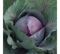 Cabbage ‘Pink Star’ Red Cabbage Variety x 6 Postiplugs By Thompson & Morgan
