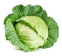 Cabbage Plants, 'Stonehead Round', 12 x Plant Pack, Vegetable Plants, Cabbages, Garden Ready and Ready to Plant, Premium Quality Vegetables